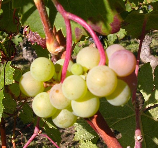 Cliquez pour agrandir l'image