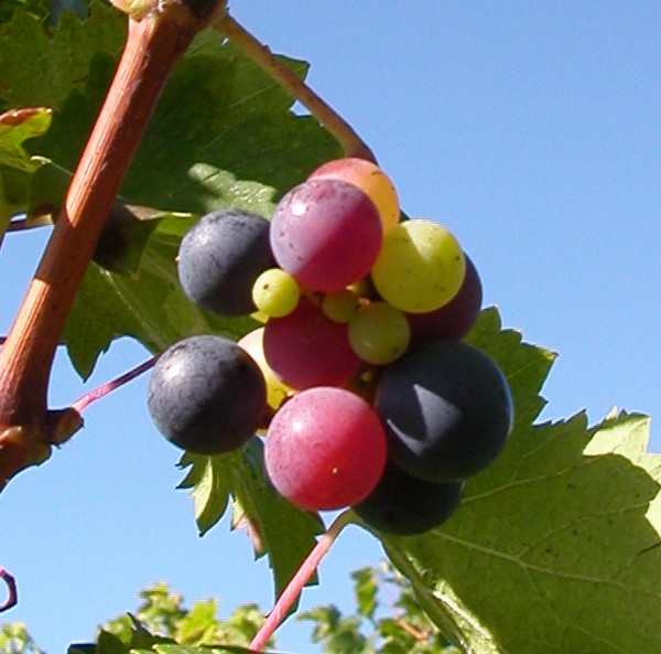 Cliquez pour agrandir l'image