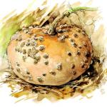 Fiche dtaille : Graines Courge Galeuse d'Eysines - Cucurbita maxima -BIO 12grain