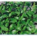 Fiche dtaille : Graines Basilic Marseillais - Ocinum basilicum L. -1 g