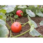 Graines de Potimarrons Red Kuri - Cucurbita Maxima - 5 grs - Ter