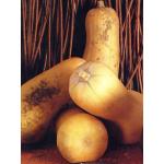 Fiche dtaille : Graines Courges Butternut BIO - cucurbita moschata - 12 graines 