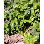 Graines Panais de Guernesey - Pastinaca sativa-5 gr - Terroir