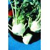 Fiche dtaille : Graines Chou-Rave Blanc de Vienne 3g