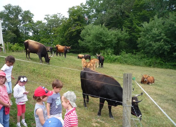 Cliquez pour agrandir l'image