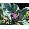 Fiche dtaille : Graines Brocoli Violet Bio 200 graines