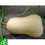Fiche dtaille : Graines courge Butternut 12 graines-Bio