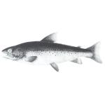 <div align="center">Moyen ge :<br /><strong><font color="#0000cc">Casserole de Saumon </font></strong><br /></div>