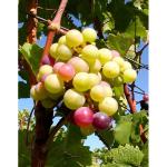 Cliquez pour accder  l'histoire dtaille